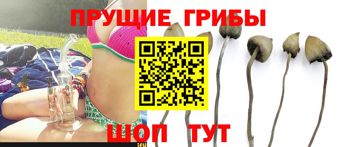 Псилоцибиновые грибы MAGIC MUSHROOMS Новозыбков